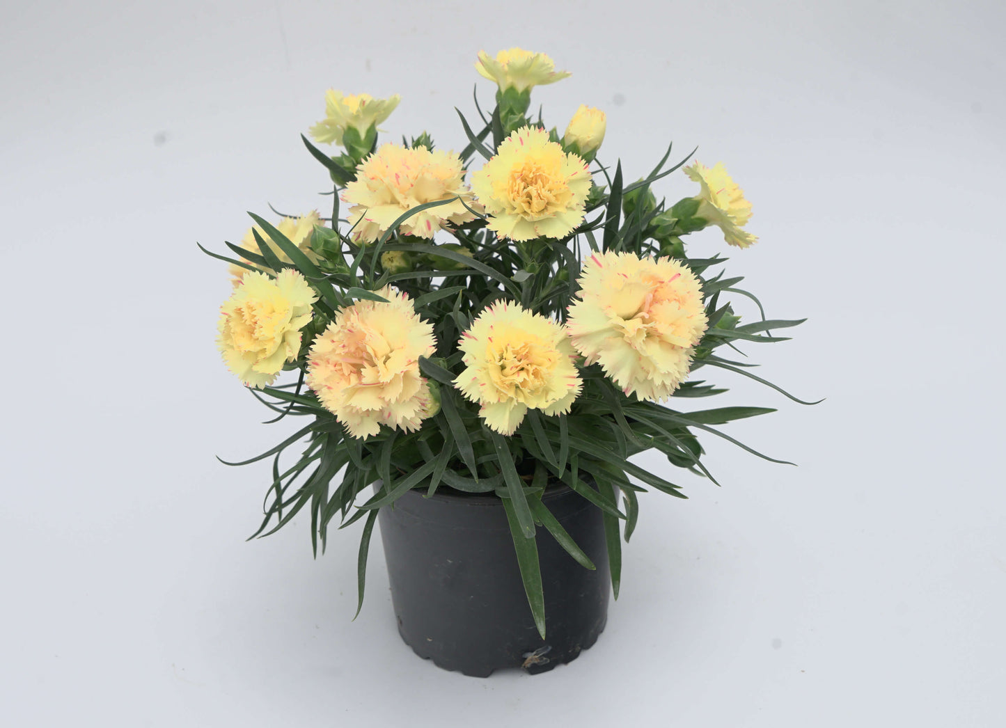 Garten-Nelke (Dianthus) 'SuperTrouper®' in verschiedenen Farben