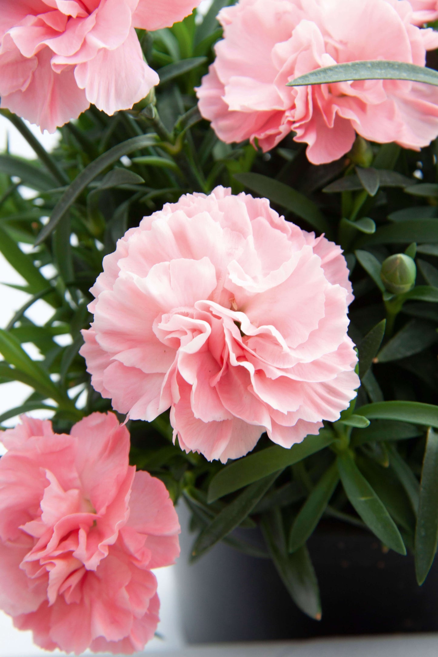 Garten-Nelke (Dianthus) 'SuperTrouper®' in verschiedenen Farben