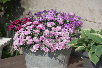 Garten-Nelke (Dianthus) 'SuperTrouper®' in verschiedenen Farben