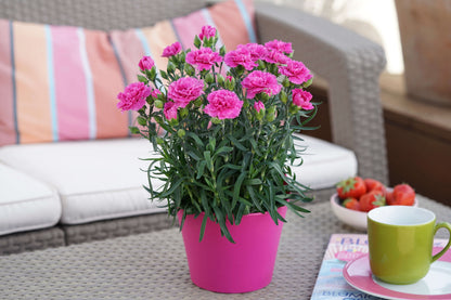 Garten-Nelke (Dianthus) 'SuperTrouper®' in verschiedenen Farben