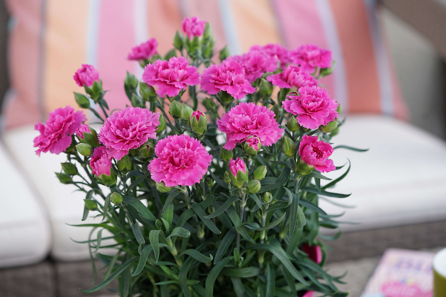 Garten-Nelke (Dianthus) 'SuperTrouper®' in verschiedenen Farben