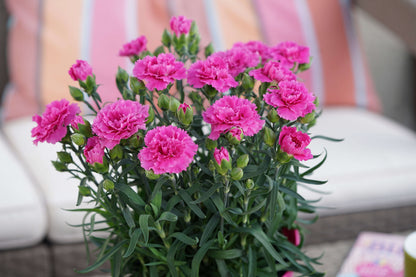 Garten-Nelke (Dianthus) 'SuperTrouper®' in verschiedenen Farben