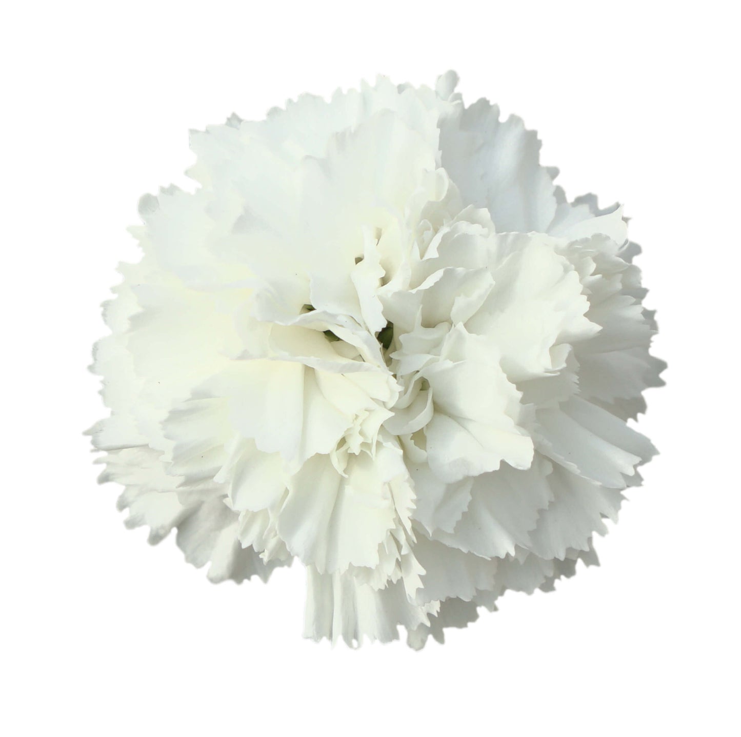 Garten-Nelke (Dianthus) 'SuperTrouper®' in verschiedenen Farben