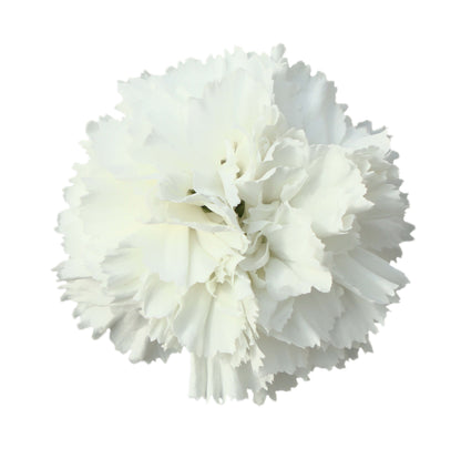 Garten-Nelke (Dianthus) 'SuperTrouper®' in verschiedenen Farben