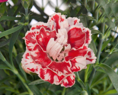 Garten-Nelke (Dianthus) 'SuperTrouper®' in verschiedenen Farben