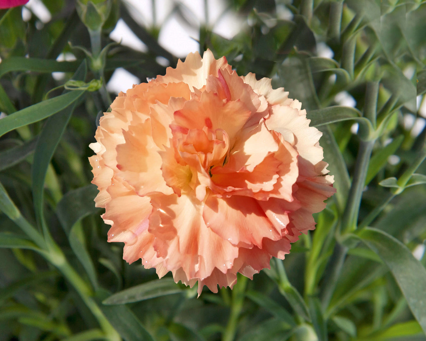 Garten-Nelke (Dianthus) 'SuperTrouper®' in verschiedenen Farben