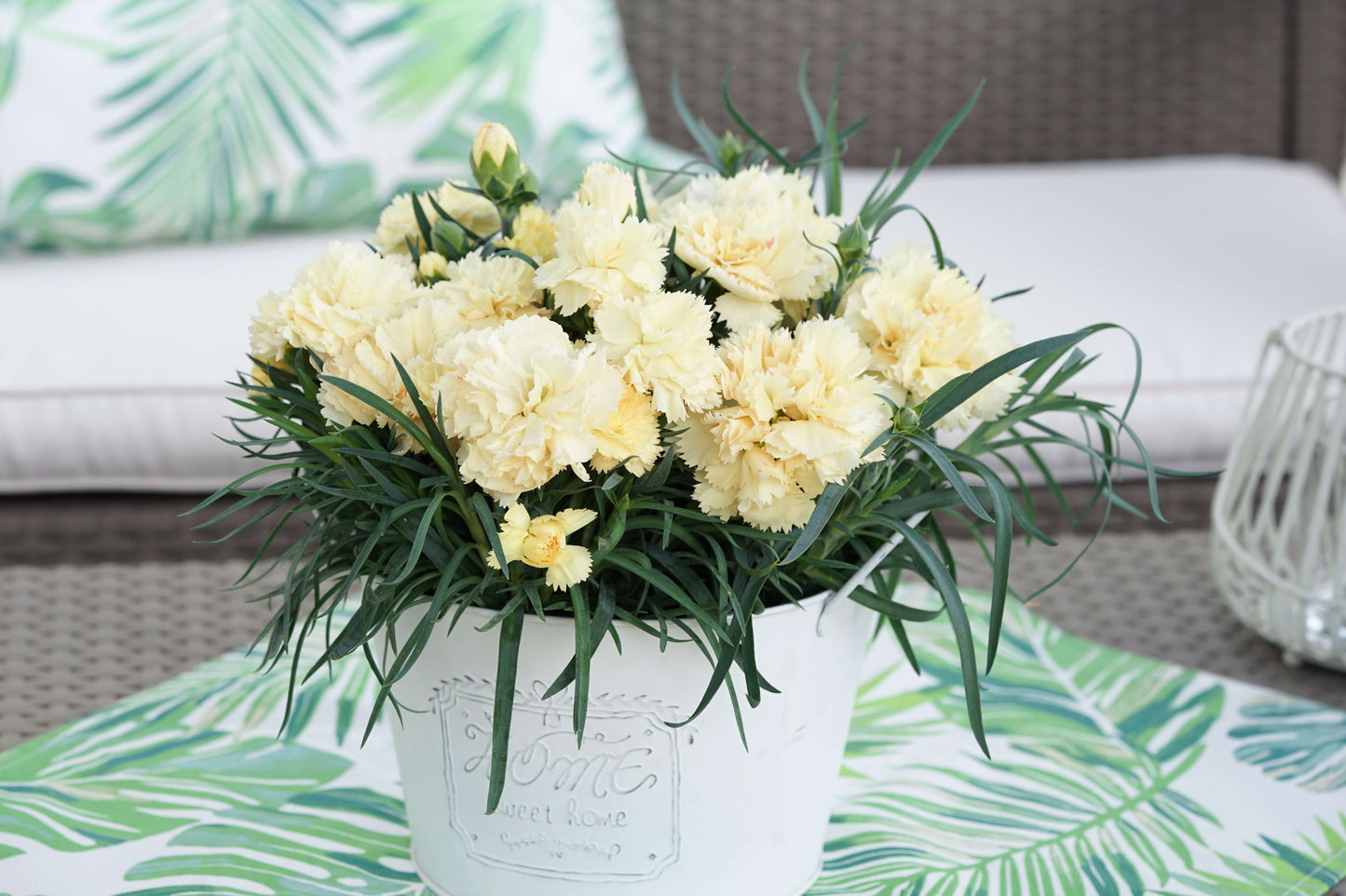 Garten-Nelke (Dianthus) 'SuperTrouper®' in verschiedenen Farben