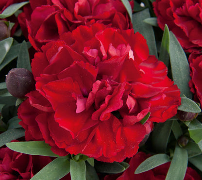 Garten-Nelke (Dianthus) 'SuperTrouper®' in verschiedenen Farben