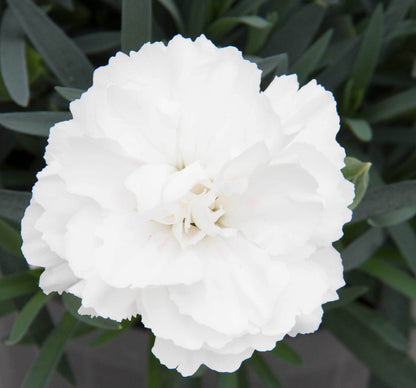 Garten-Nelke (Dianthus) 'SuperTrouper®' in verschiedenen Farben