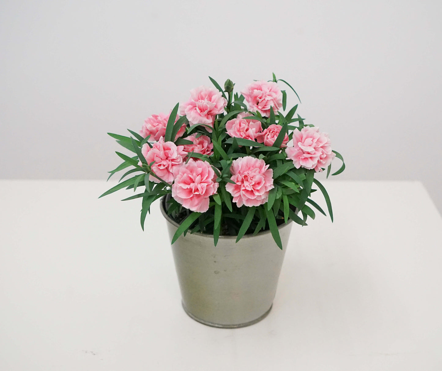 Garten-Nelke (Dianthus) 'SuperTrouper®' in verschiedenen Farben