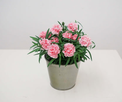 Garten-Nelke (Dianthus) 'SuperTrouper®' in verschiedenen Farben