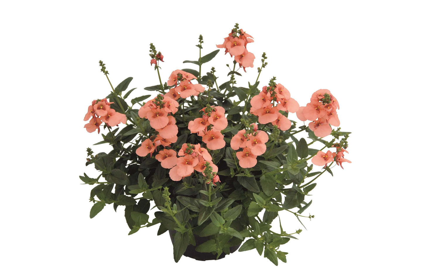 Elfensporn (Diascia barbarae) 'Breezee™' in verschiedenen Farben