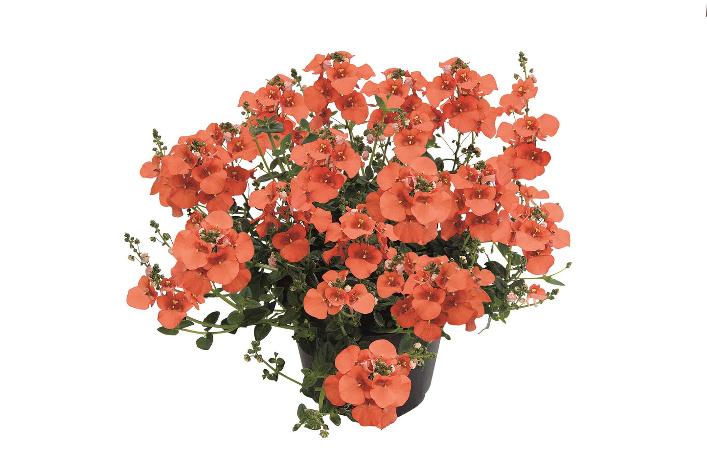 Elfensporn (Diascia barbarae) 'Breezee™' in verschiedenen Farben