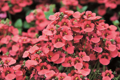 Elfensporn (Diascia barbarae) 'Breezee™' in verschiedenen Farben