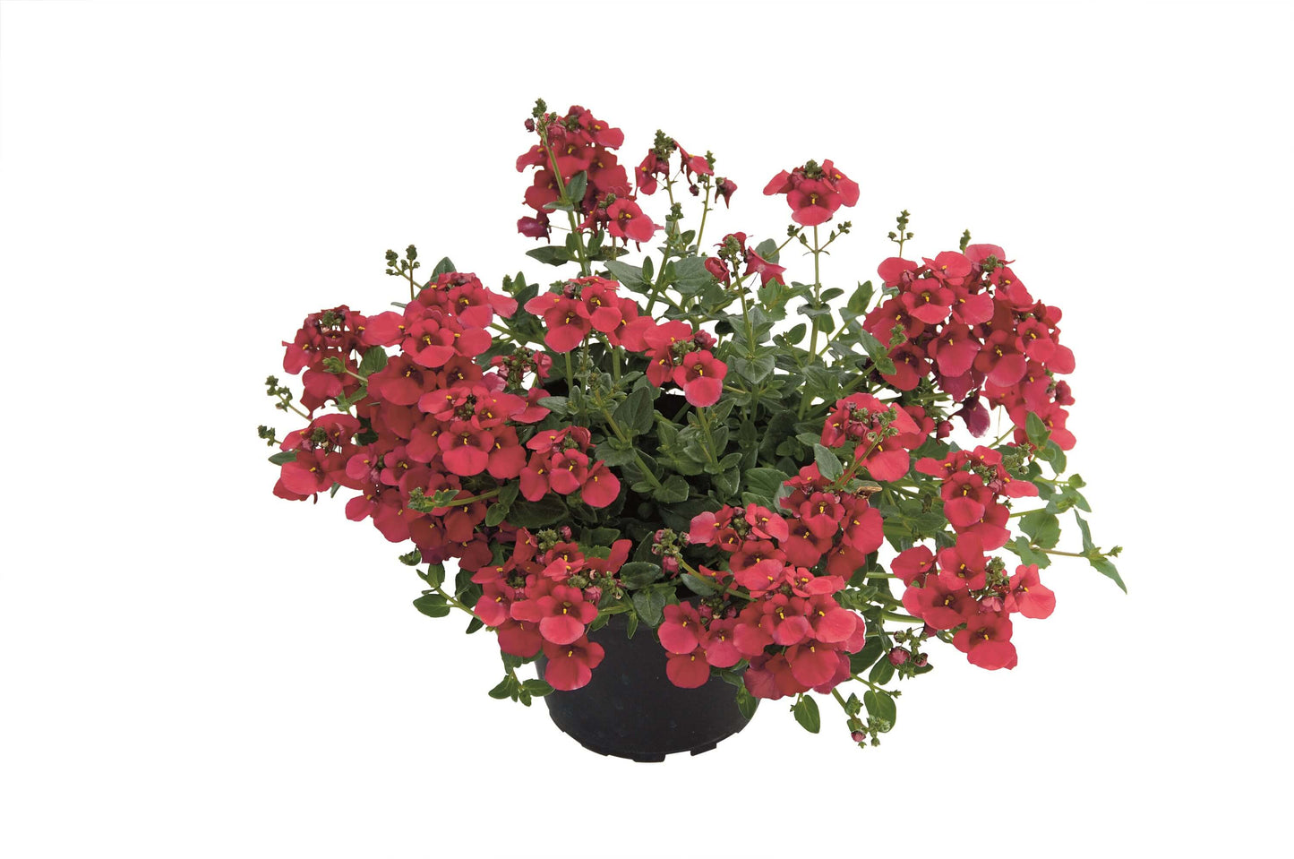 Elfensporn (Diascia barbarae) 'Breezee™' in verschiedenen Farben