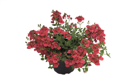 Elfensporn (Diascia barbarae) 'Breezee™' in verschiedenen Farben