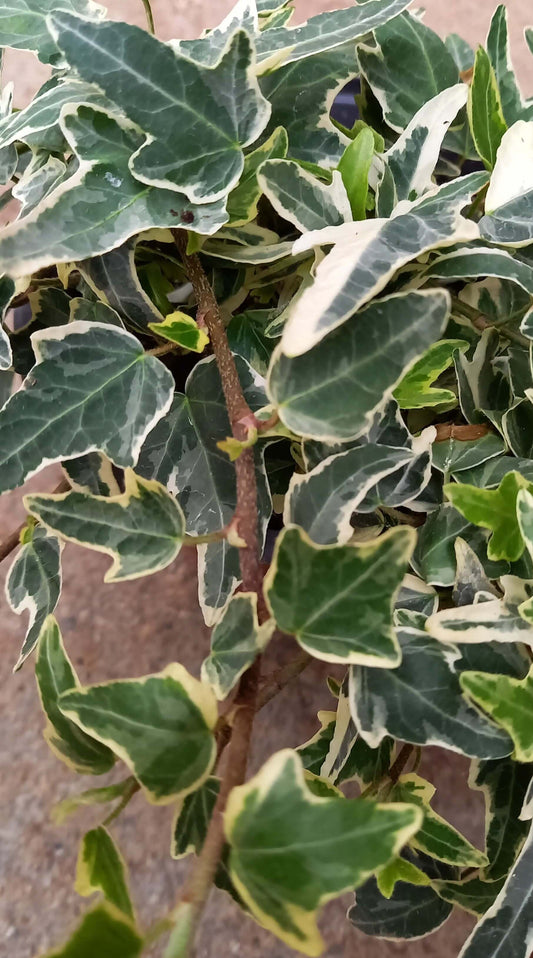 Efeu (Hedera helix) 'Mini Ester' T12  - winterhart