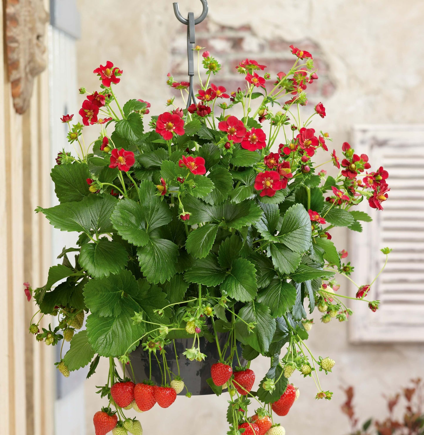 Erdbeere 'Ariba Red' T11, immertragend