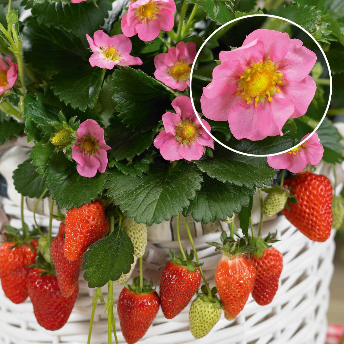 Blüten-Erdbeere (Fragaria) in verschiedenen Sorten, immertragend