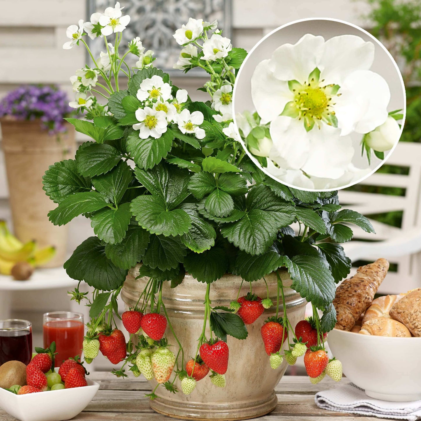 Blüten-Erdbeere (Fragaria) in verschiedenen Sorten, immertragend