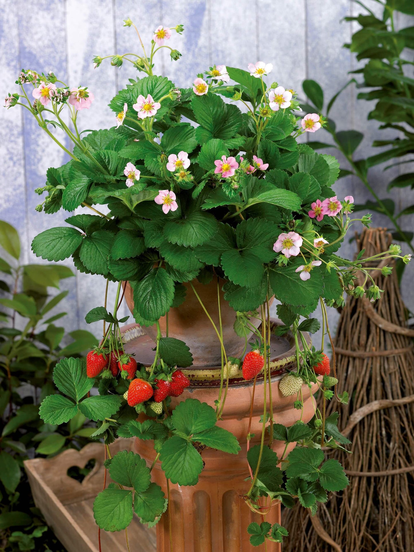 Blüten-Erdbeere (Fragaria) in verschiedenen Sorten, immertragend