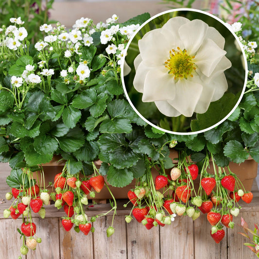 Rosen-Erdbeere (Fragaria) 'Summer Breeze' in verschiedenen Blütenfarben, immertragend