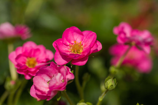 Rosen-Erdbeere (Fragaria) 'Summer Breeze' in verschiedenen Blütenfarben, immertragend