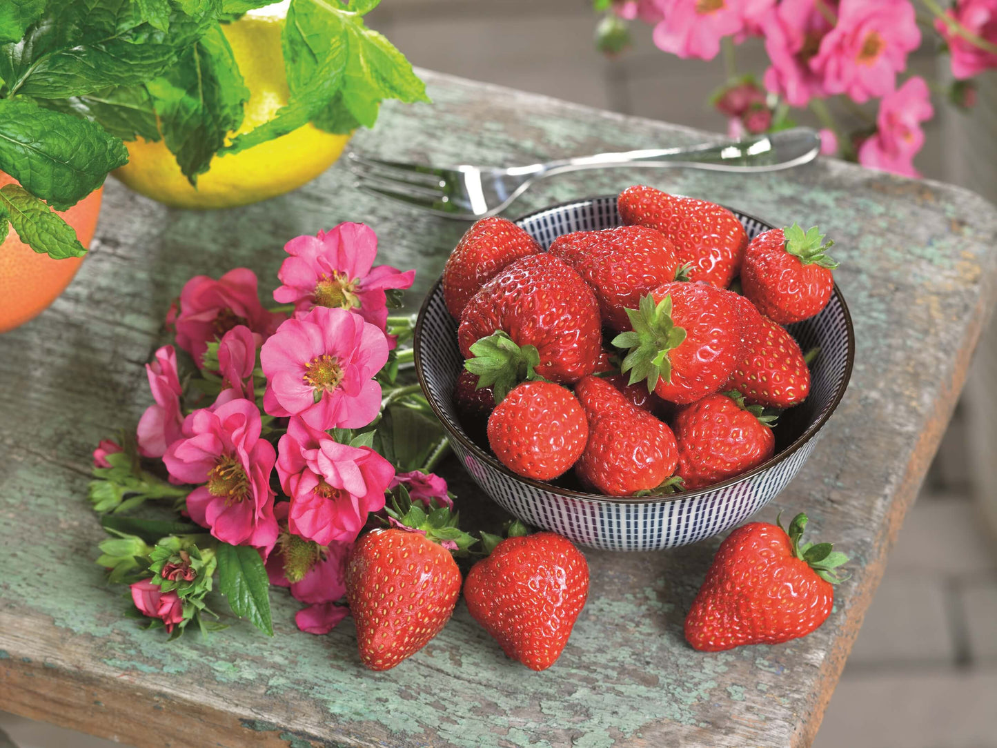 Rosen-Erdbeere (Fragaria) 'Summer Breeze' in verschiedenen Blütenfarben, immertragend