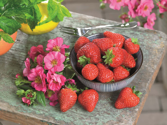 Rosen-Erdbeere (Fragaria) 'Summer Breeze' in verschiedenen Blütenfarben, immertragend