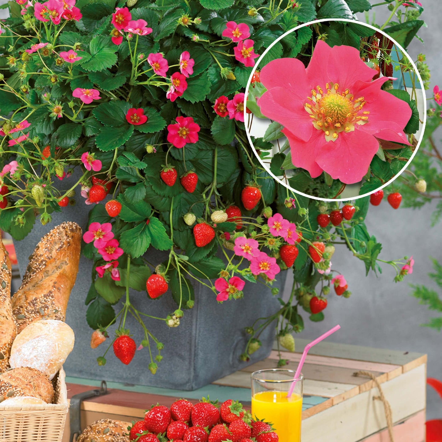 Blüten-Erdbeere (Fragaria) in verschiedenen Sorten, immertragend