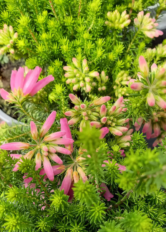 Erica verticillata 'African Coral' T13