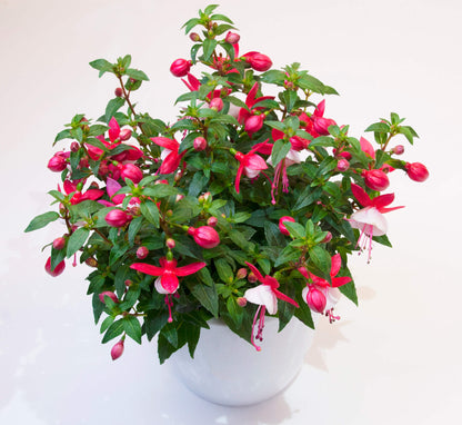 Stehende Fuchsien (Fuchsia) im Spar-Set | 4 Stück
