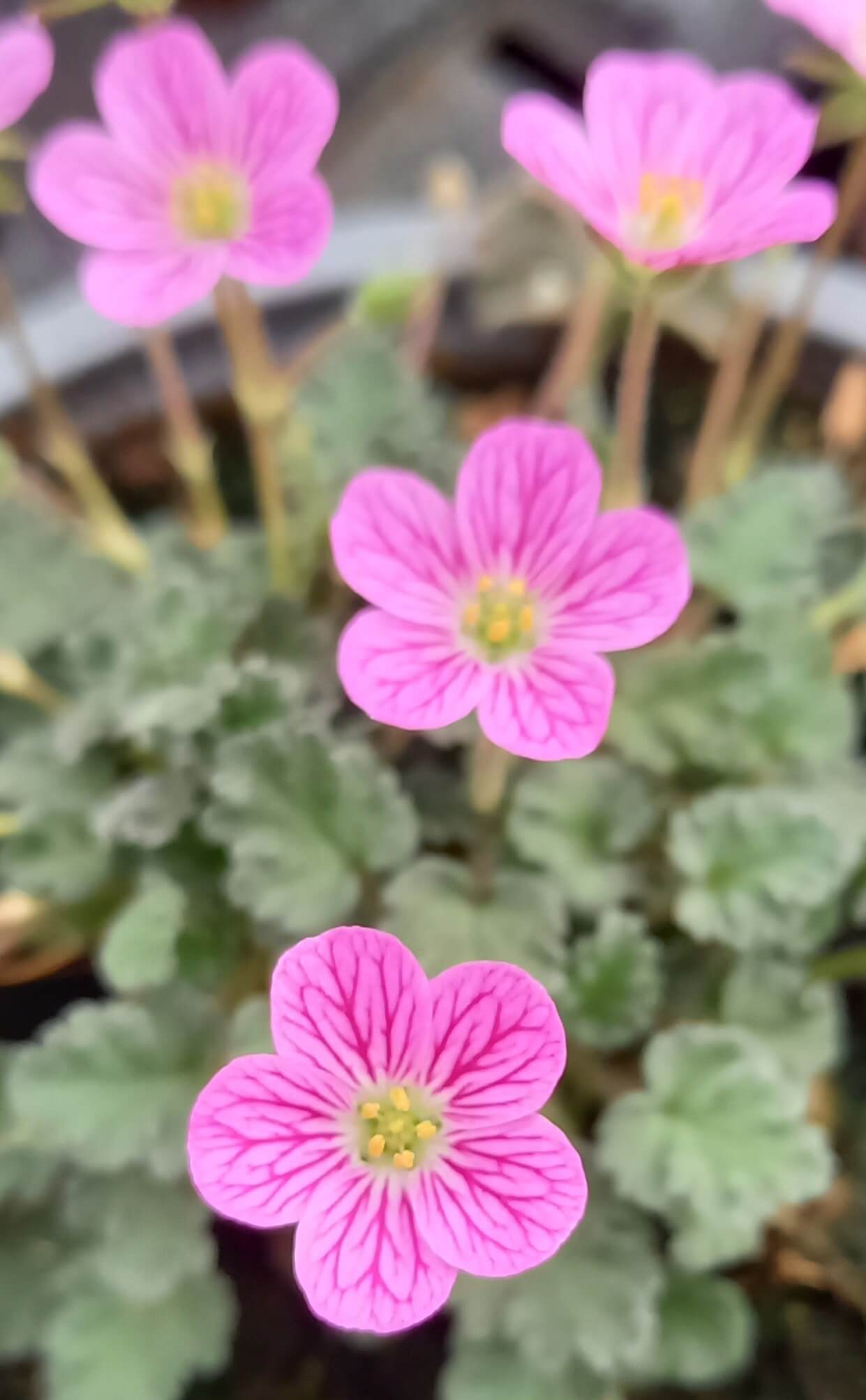 Zwergiger Garten-Reiherschnabel (Erodium x variabile) 'Bishop Rose' T12  - winterhart