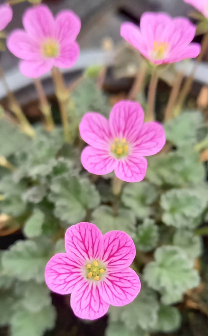Zwergiger Garten-Reiherschnabel (Erodium x variabile) 'Bishop Rose' T12  - winterhart