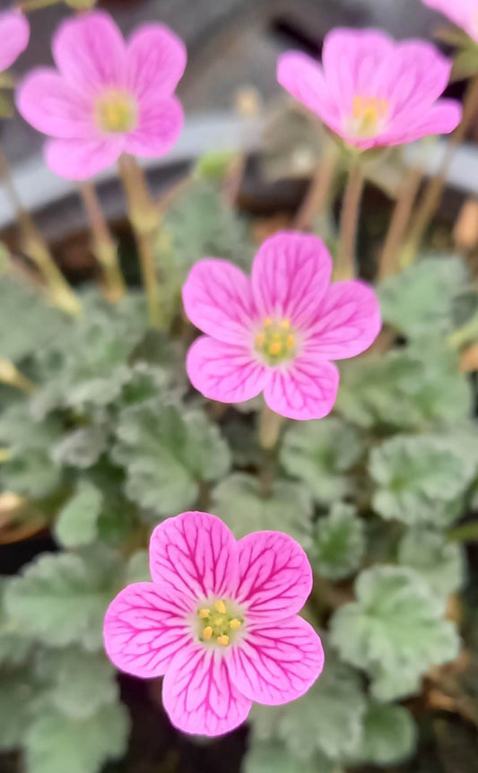 Zwergiger Garten-Reiherschnabel (Erodium x variabile) 'Bishop Rose' T12  - winterhart