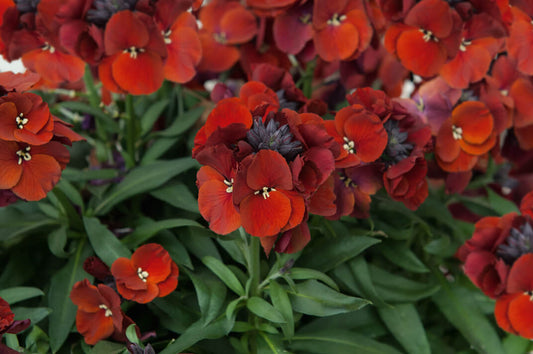 Goldlack (Erysimum cheiri) ' Rysi™ in verschiedenen Farben