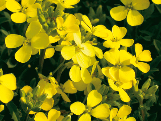 Schweizer Schöterich (Erysimum rhaeticum) T12