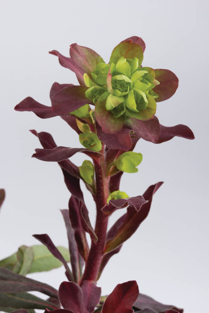 Mandelblättrige Wolfsmilch (Euphorbia amygdaloides) 'Purpurea' T12 - winterhart