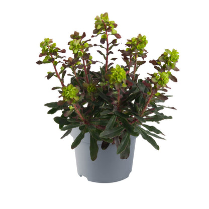 Mandelblättrige Wolfsmilch (Euphorbia amygdaloides) 'Purpurea' T12 - winterhart