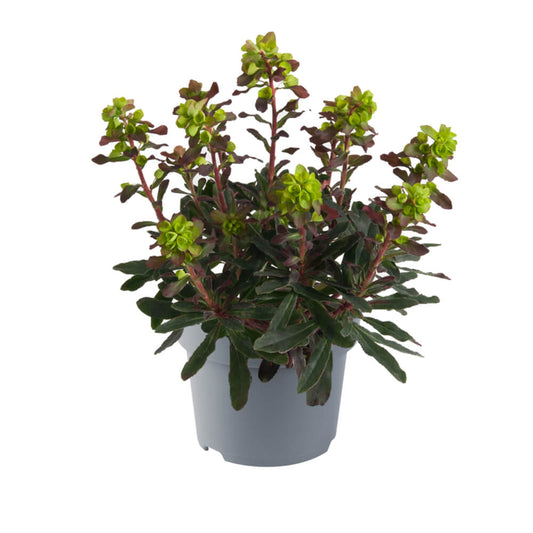Mandelblättrige Wolfsmilch (Euphorbia amygdaloides) 'Purpurea' T12 - winterhart