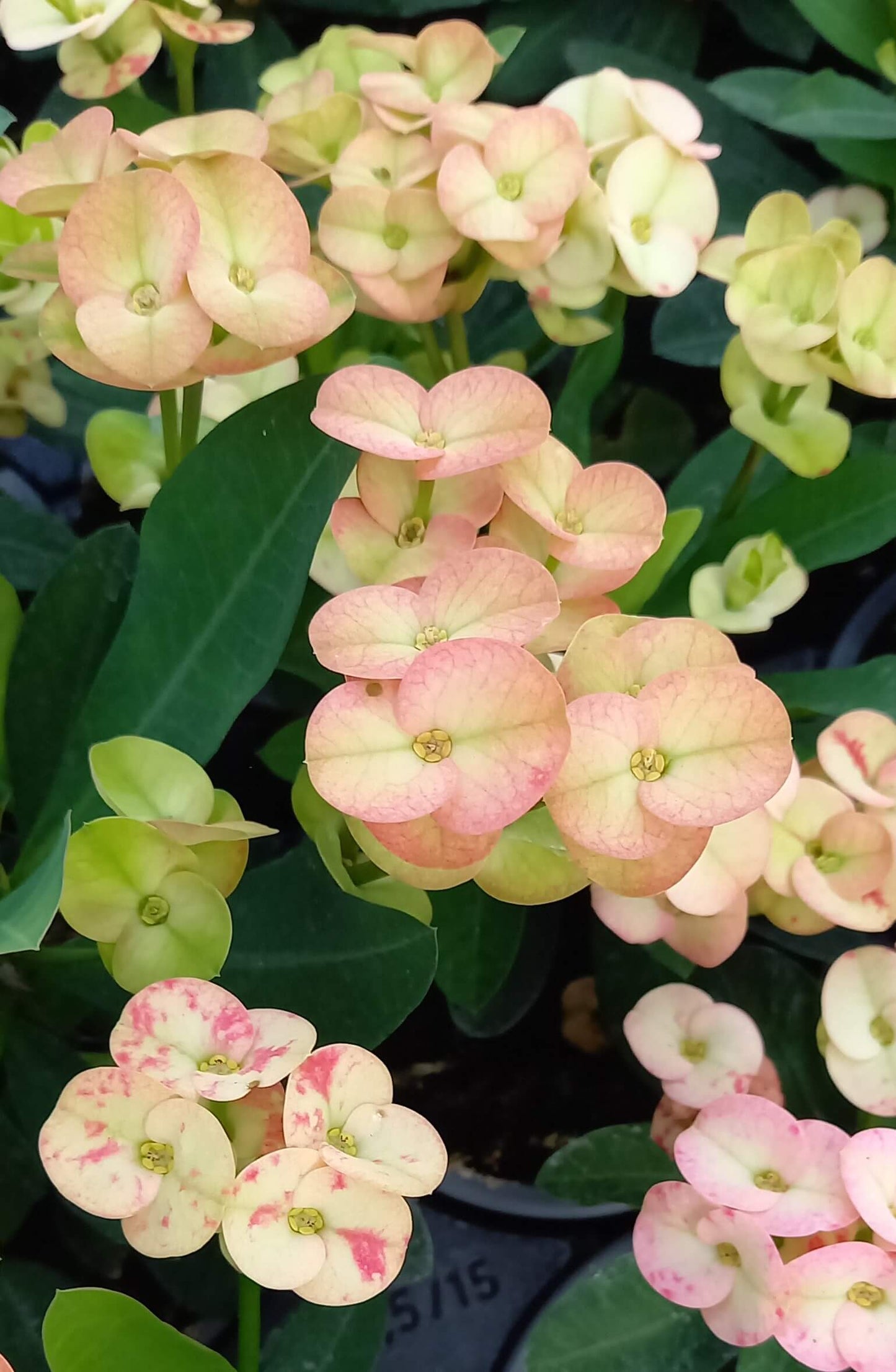 Euphorbia 'Hot Milii' creme mit rosa Touch T11