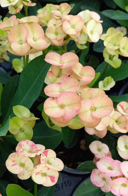 Euphorbia 'Hot Milii' creme mit rosa Touch T11