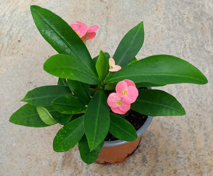 Euphorbia 'Hot Milii' rosa T11