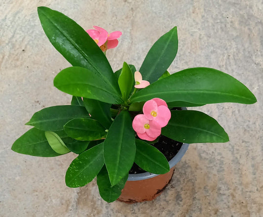 Euphorbia 'Hot Milii' rosa T11