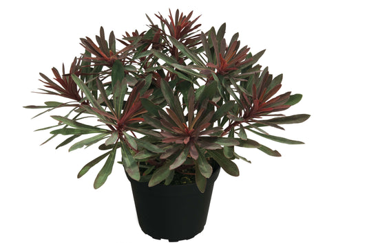 Mandelblättrige Wolfsmilch (Euphorbia amygdaloides) 'Miners Merlot' T12 - winterhart