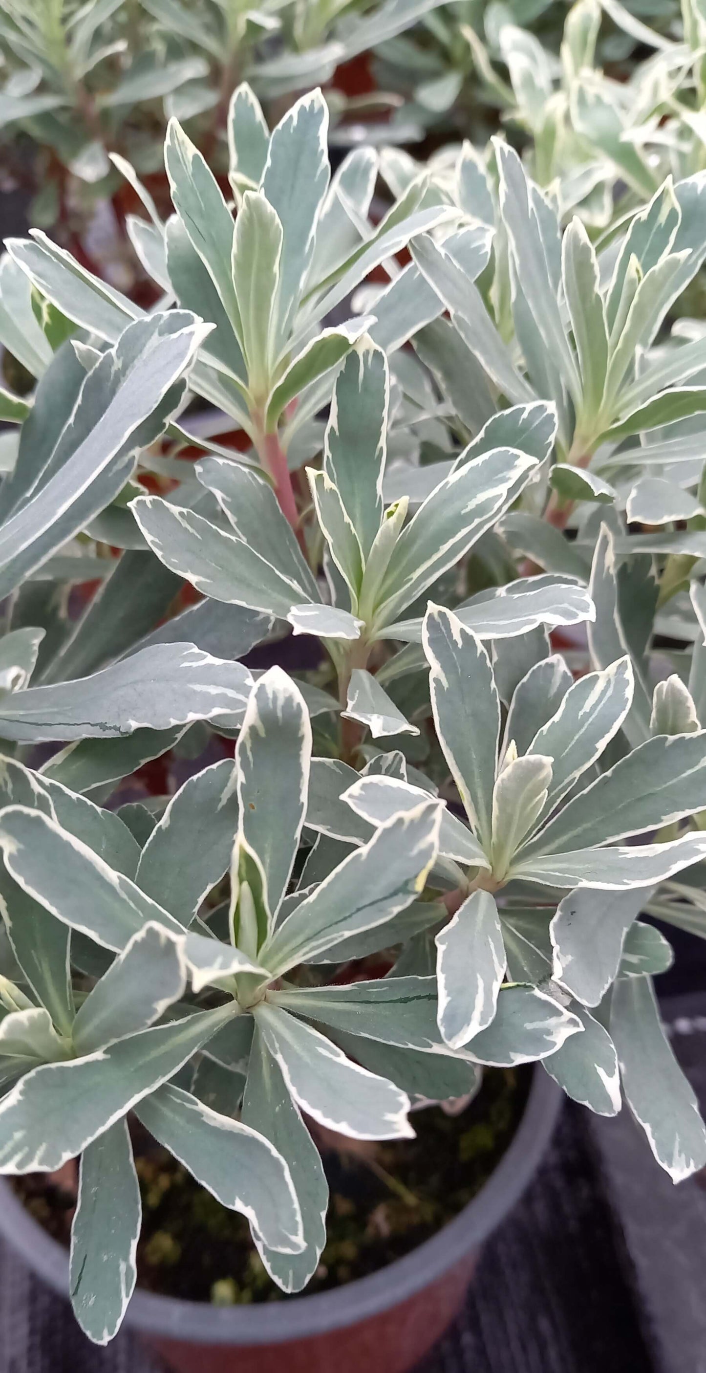 Mandelblättrige Wolfsmilch (Euphorbia amygdaloides) 'Silver Swan' T12 - winterhart