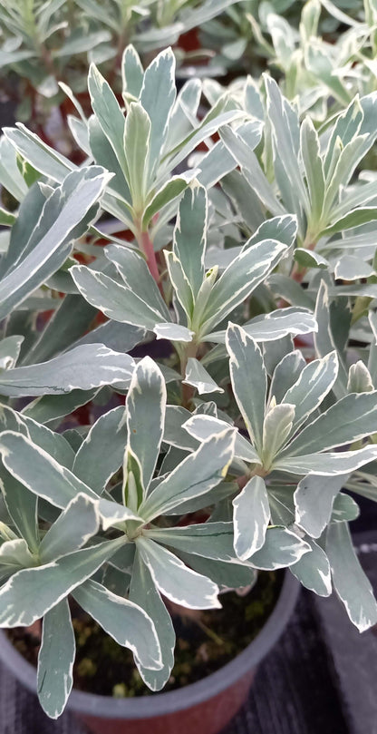 Mandelblättrige Wolfsmilch (Euphorbia amygdaloides) 'Silver Swan' T12 - winterhart