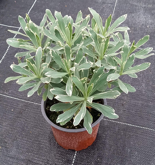 Mandelblättrige Wolfsmilch (Euphorbia amygdaloides) 'Silver Swan' T12 - winterhart