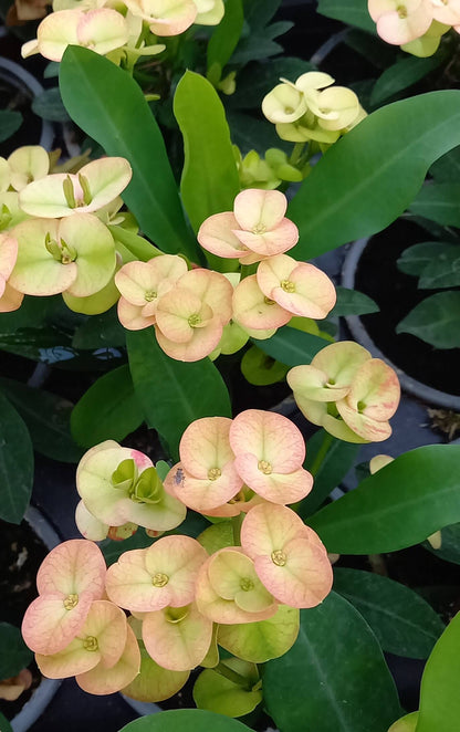 Euphorbia 'Hot Milii' creme mit rosa Touch T11