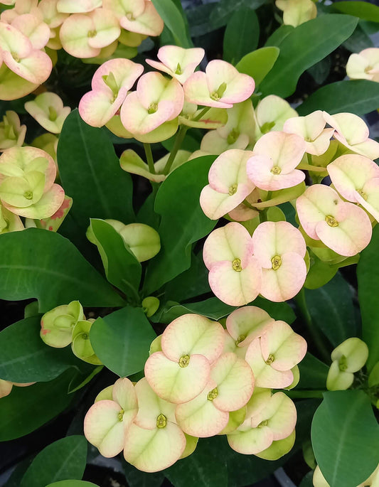 Euphorbia 'Hot Milii' creme mit rosa Touch T11